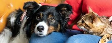 petslife home